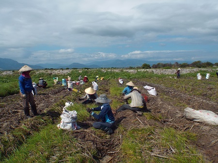 Người dân hối hả xuống đồng thu hoạch kiệu Tết cung ứng cho dịp Tết