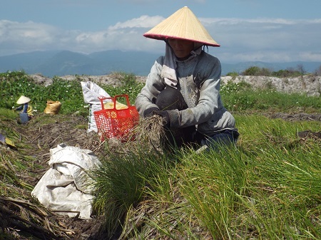 Kiệu Tết mất mùa, nông dân lỗ nặng - 2