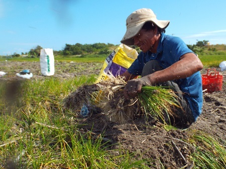 
Vụ kiệu Tết đã tạo công ăn việc làm cho hàng trăm người dân. Mỗi 1kg kiệu cắt được sẽ được tính 1.000 đồng/kg. Bình quân mỗi người sẽ cắt được 200 kg/ngày
