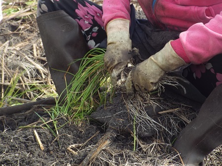 Năm nay, kiệu Tết ở Cam Ranh mất mùa