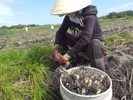 Kiệu Tết mất mùa, nông dân lỗ nặng - 5