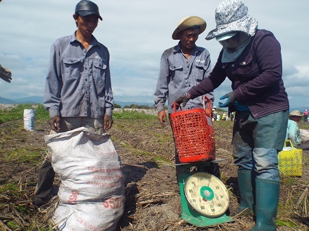 Cân kiệu trên ruộng sau khi kết thúc một buổi thu hoạch