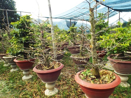 Một vườn mai ghép ở làng mai Võ Dõng, TP Nha Trang