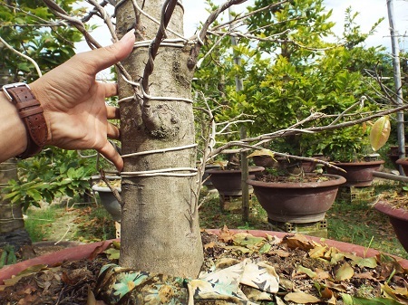 Những gốc mai rất to với tuổi đời 6-7 năm tuổi, thậm chí có thể lâu hơn