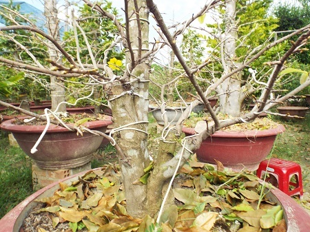 Từ nhiều năm qua, làng mai Võ Dõng nổi tiếng ở trong Nam, ngoài Bắc