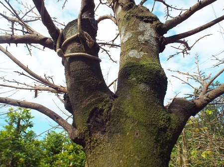 Thâm nhập những vườn mai “bạc tỷ” ở phố biển Nha Trang - 6