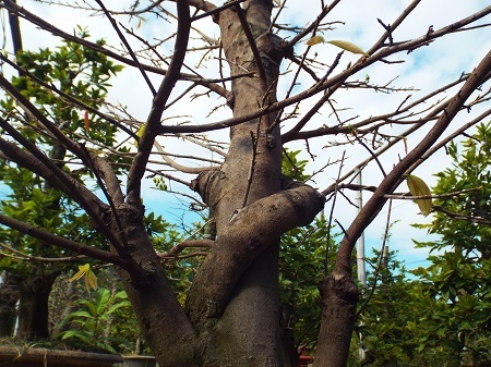 Những gốc mai có dáng rất đẹp, độc đáo làm say lòng người ở làng mai Võ Dõng