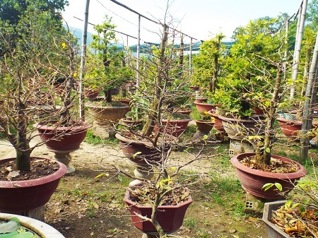 Thâm nhập những vườn mai “bạc tỷ” ở phố biển Nha Trang - 1