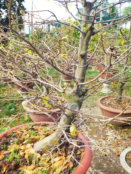 Ngoài trồng mai ghép, người dân làng mai Võ Dõng ở TP Nha Trang còn có dịch vụ nhận chăm sóc mai sau Tết nguyên đán