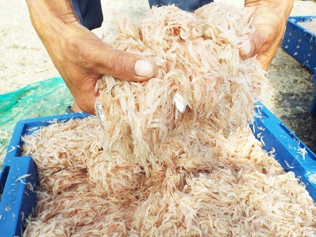 Ruốc tươi thường rất được người dân yêu chuộng vì ngon, bổ, rẻ... với giá 12.000-16.000 đồng/kg