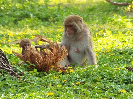 
Trước khi có thể tự kiếm sống, khỉ mẹ sẽ dạy cho khỉ con cách leo trèo, bắt mồi và cả những kỹ năng tự vệ
