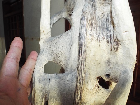 Một thân cây dó bầu được tạo trầm nhiều điểm để trưng bày ở xứ trầm Vạn Ninh, Khánh Hòa