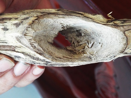 Nói về nghề phu trầm, nhiều người vẫn tin rằng có chuyện “ngậm ngải tìm trầm”. Tuy nhiên, thực tế các phu trầm khẳng định họ không hề “ngậm ngải tìm trầm” mà điều đó ám chỉ sự hiểm nguy của cái nghề băng rừng lội suối tìm “tinh hoa của đất trời”