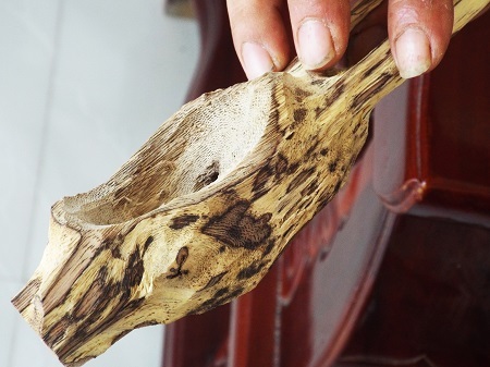 Cây dó bầu được trồng ít nhất 10 năm tuổi thì mới được dân “tạo dó” mua lại để “cấy” trầm. Trên cây dó bầu, người ta có thể tạo trầm bằng 2 cách, hoặc từ lớp vỏ hoặc từ lõi của thân sau khi bôi một loại dung dịch đặc biệt vào vết thương của cây do bầu do khoan hoặc đục