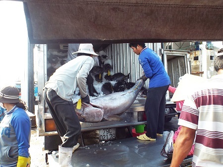 Thu mua cá ngừ đại dương ở cảng cá Hòn Rớ (Nha Trang, Khánh Hòa) - Ảnh: Viết Hảo