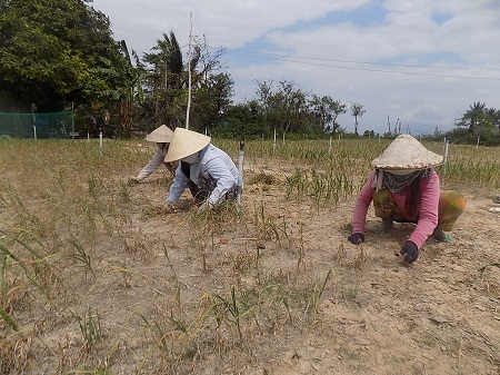 Do nắng hạn, sâu bệnh nên người trồng tỏi ở Ninh Phước (Ninh Hòa, Khánh Hòa) chỉ thu được 200-300 kg/sào