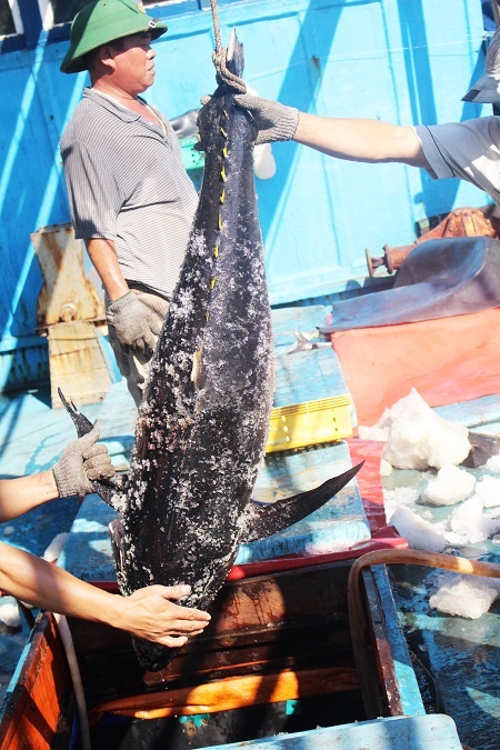 Theo các ngư dân, thời điểm này, thời tiết ở Trường Sa, Nhà giàn DK1... tương đối thuận lợi, tạo điều kiện cho bà con ngư dân đánh bắt dài ngày. Dòng cá ngừ đại dương cũng đang có sự di chuyển mạnh vào vùng biển nước ta, đặc biệt từ sau Tết nguyên đán đến nay