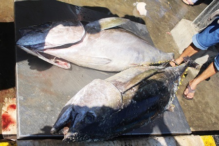 Chuyến biển này, đa phần các tàu đạt từ 40-50 con cá ngừ đại dương, thậm chí có tàu đạt đến hơn 60 con cá ngừ đại dương, tăng gấp đôi so với các chuyến biển trước đó.