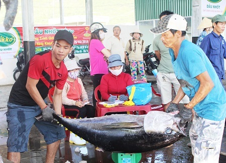 Hoạt động mua bán cá ngừ đại dương ở Cảng Hòn Rớ (TP Nha Trang) diễn ra nhộn nhịp từ mờ sáng đến trưa cùng ngày. Việc ngư dân trúng đậm cá ngừ đại dương sẽ tạo công ăn việc làm cho hàng trăm người dân địa phương ở cảng cá này