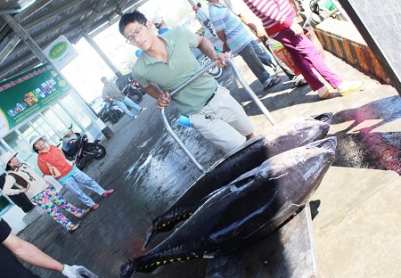 Cá ngừ đại dương sau khi thu mua ở Nha Trang sẽ được cấp đông trên xe đông lạnh và chuyển đi tiêu thụ ở các tỉnh lân cận và các tỉnh, thành phía Nam