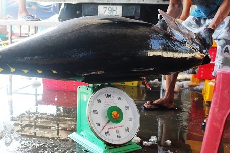 Mỗi con cá ngừ đại dương ở Trường Sa có thể nặng tới 65kg, với giá bán tại cảng Hòn Rớ (TP Nha Trang) dao động 93.000-95.000 đồng/kg.