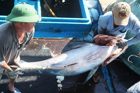 Ngư dân khoanh vác cá ngừ đại dương từ khoang tàu lên bến cảng. Mỗi con cá cần ít nhất phải 2 đến 3 người khiêng