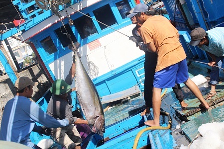 Để thuận lợi cho việc đưa cá từ hầm bảo quản lên cảng, ngư dân phải dùng ròng rọc với từ 5-6 người cùng hợp lực để kéo những con cá hơn nửa tạ lên khoang tàu. Tiếp đó, các ngư dân luân chuyển qua bến cảng với sự trợ giúp của 2 người đứng đợi sẵn ở trên bến cảng