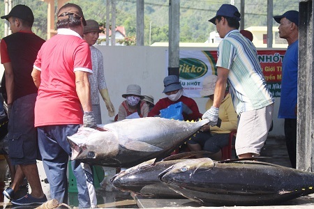 Trong sáng 19/3, phóng viên Dân trí ghi nhận có nhiều lượt tàu đang đợi để vận chuyển cá ngừ đại dương lên bán. Trong đó, tàu cá KH96635TS và tàu cá KH97878TS đã bán hết cá, với mỗi tàu đạt hơn 2 tấn cá ngừ, trừ chi phí mỗi tàu lãi 80-100 triệu đồng