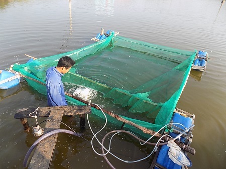 Đầu tư ít, nghề nuôi cá bớp giống đang hái ra tiền ở Khánh Hòa