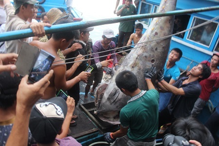 Cá ngừ vây xanh quý hiếm nặng 307kg do ngư dân Nha Trang, Khánh Hòa đánh bắt được ở vùng biển Hoàng Sa