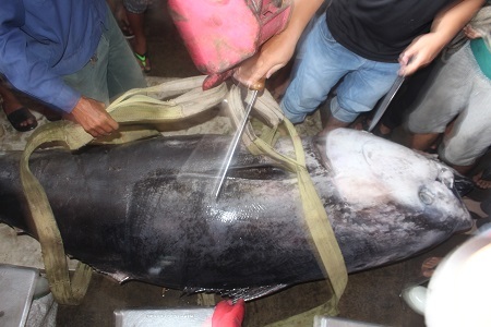 
Doanh nghiệp thu mua cho rằng, do bảo quản không đúng cách, chất lượng cá giảm nên chỉ mua 180.000 đồng/kg thay vì gần 670.000 đồng/kg
