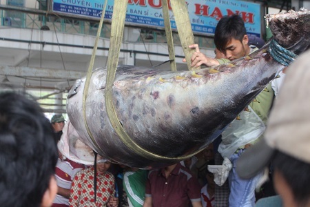 Cá ngừ vây xanh được ngư dân Khánh Hòa bắt được là loài cá rất được ưa chuộng ở Nhật Bản