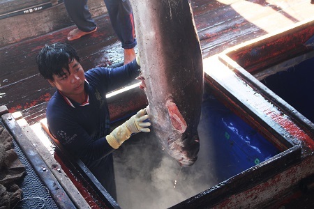 Những con cọp biển nặng nửa tạ đến vài tạ một con