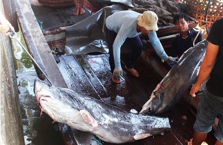 Nghề câu “cọp biển”… ở Hoàng Sa, Trường Sa - 2