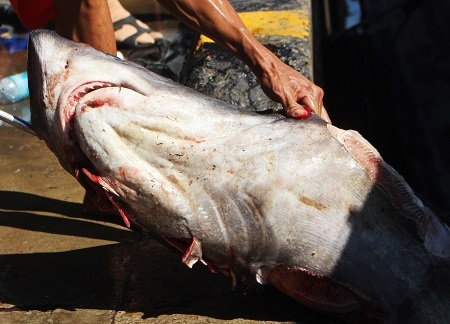 Bộ răng chúng rất sắc dọn, có thể đớp người nếu rơi xuống biển