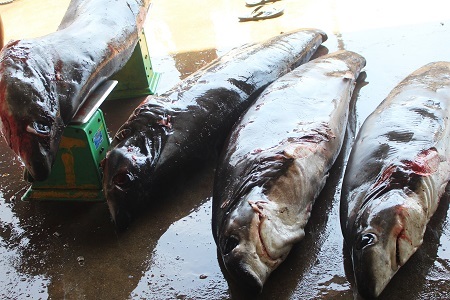 Ngư dân khai thác cá nhám (tức cá mập) không phải vì thịt mà cắt lấy vây bán vì giá cao