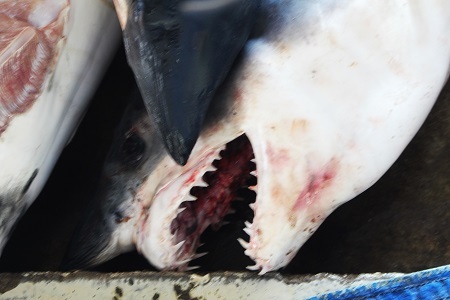 Cận cảnh bộ răng hung dữ của loài cá được ví là hung thần biển cả