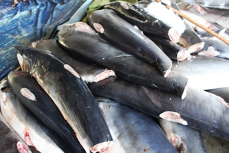 Nghề câu “cọp biển”… ở Hoàng Sa, Trường Sa - 5