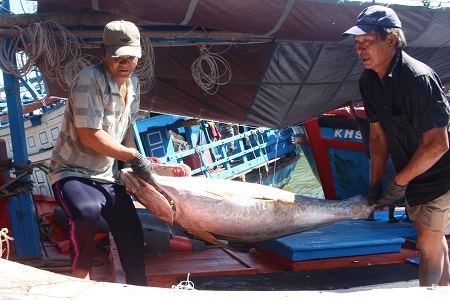 Ngư dân Nha Trang, Khánh Hòa cập bờ chuyển cá ngừ đại dương lên bán, sáng 14/6