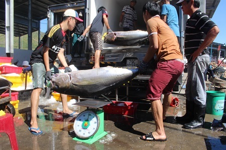 Hoạt động mua cá ngừ đại dương ở cảng cá Hòn Rớ (TP Nha Trang) sáng 14/6