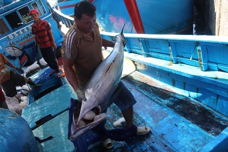 Cá ngừ đại dương ở Hoàng Sa, Trường Sa… liên tiếp bị “ép giá” - 1