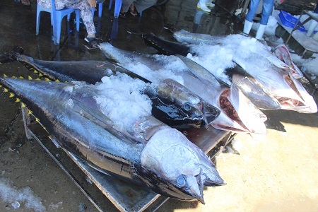 Cá ngừ đại dương ở Hoàng Sa, Trường Sa… liên tiếp bị “ép giá” - 4