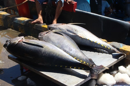 Cá ngừ đại dương liên tiếp giảm mạnh khiến ngư dân lao đao