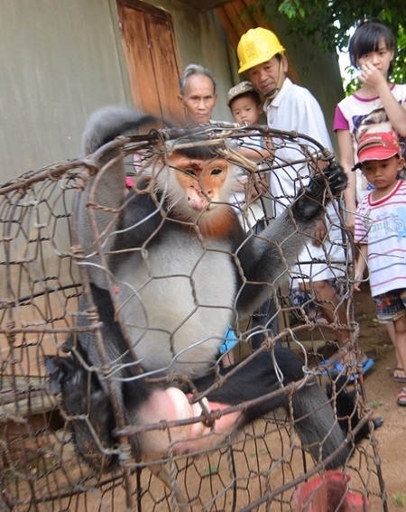 Một cá thể voọc chà vá chân đen sắp được thả về tự nhiên - Ảnh: Doãn Công