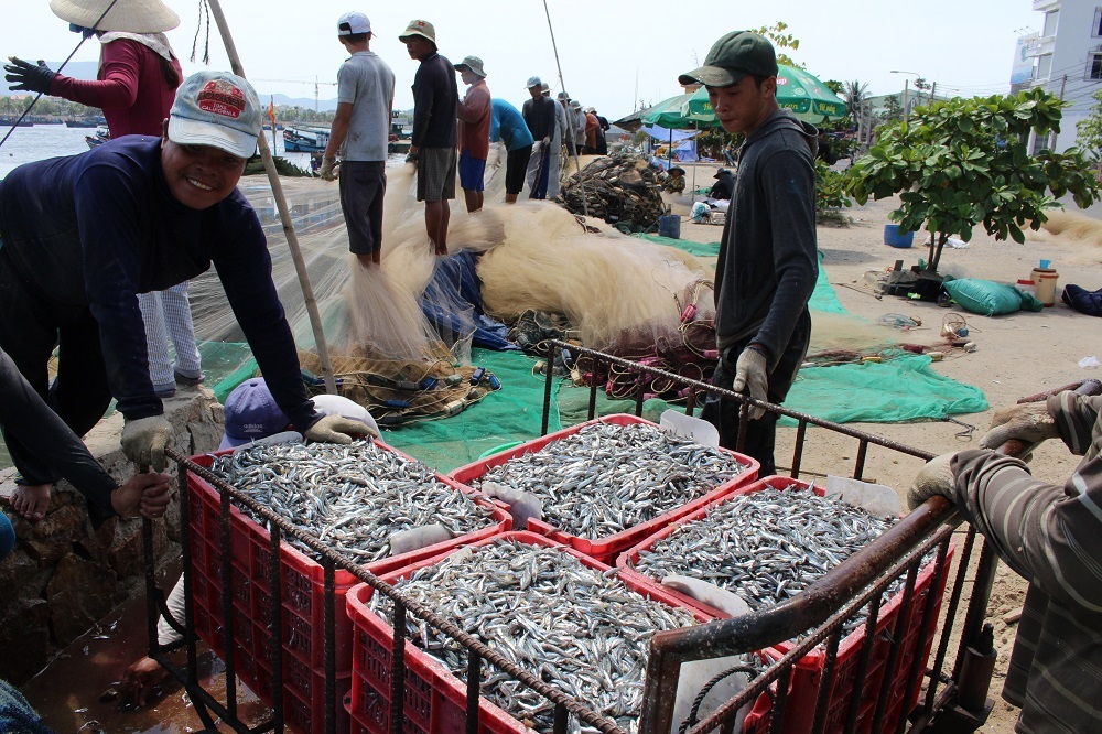 Ngư dân bất ngờ trúng đậm cá cơm trên Vịnh Nha Trang - 2