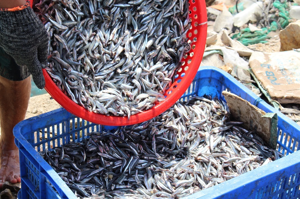 
Những mẻ cá cơm tươi rói được đánh bắt lúc rạng sáng. Ngư dân Nha Trang cho hay rất phấn khởi vì được mùa cá cơm,giá cả ổn định.
