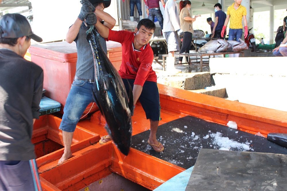 Theo các ngư dân, chuyến này đánh bắt thấp, thua lỗ nặng