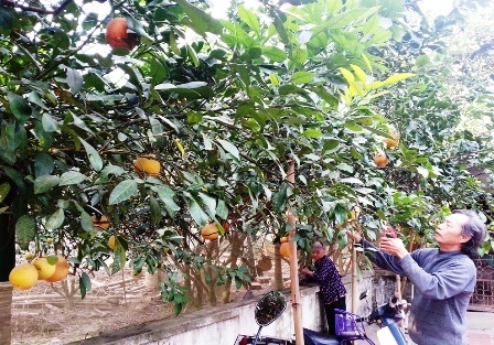 Bưởi đỏ tiến vua được giá, khan hiếm hàng - 5 Gia đình ông Lê Văn Huấn cũng là một trong những hộ trồng nhiều bưởi tiến vua