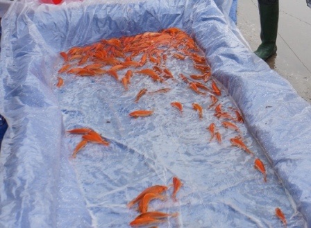 
Phương tiện cho ông Công, ông Táo về trời đã sẵn sàng
