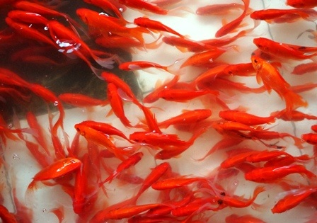 Cá chép đỏ ở các làng nghề Quảng Tân có màu đỏ rất bắt mắt